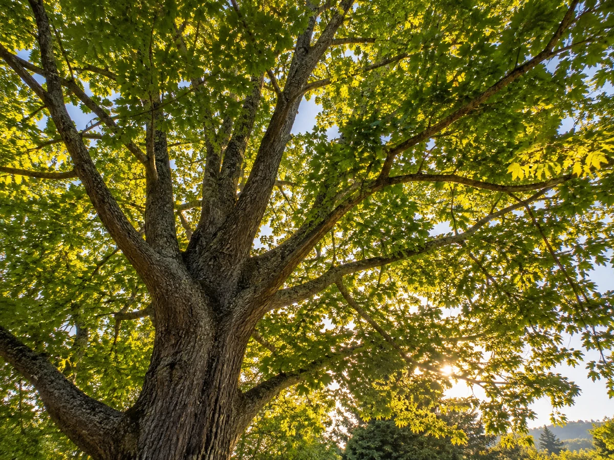 Sunlight filtering through the canopy of a mature tree.